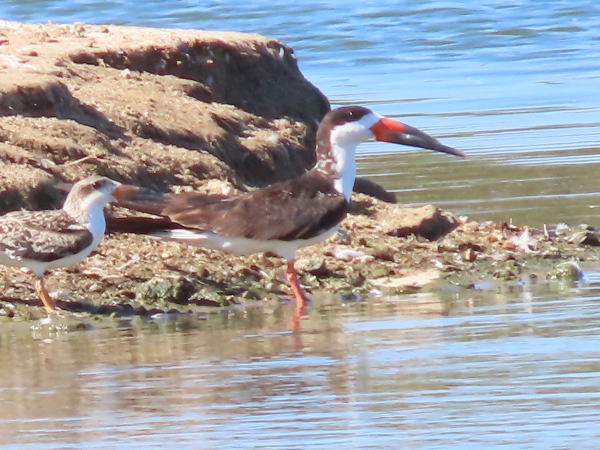 Black Skimmer - ML643425155