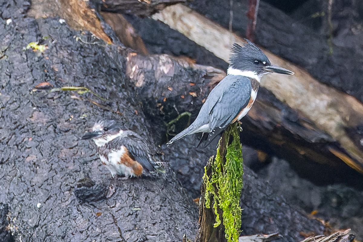 Belted Kingfisher - ML643425184