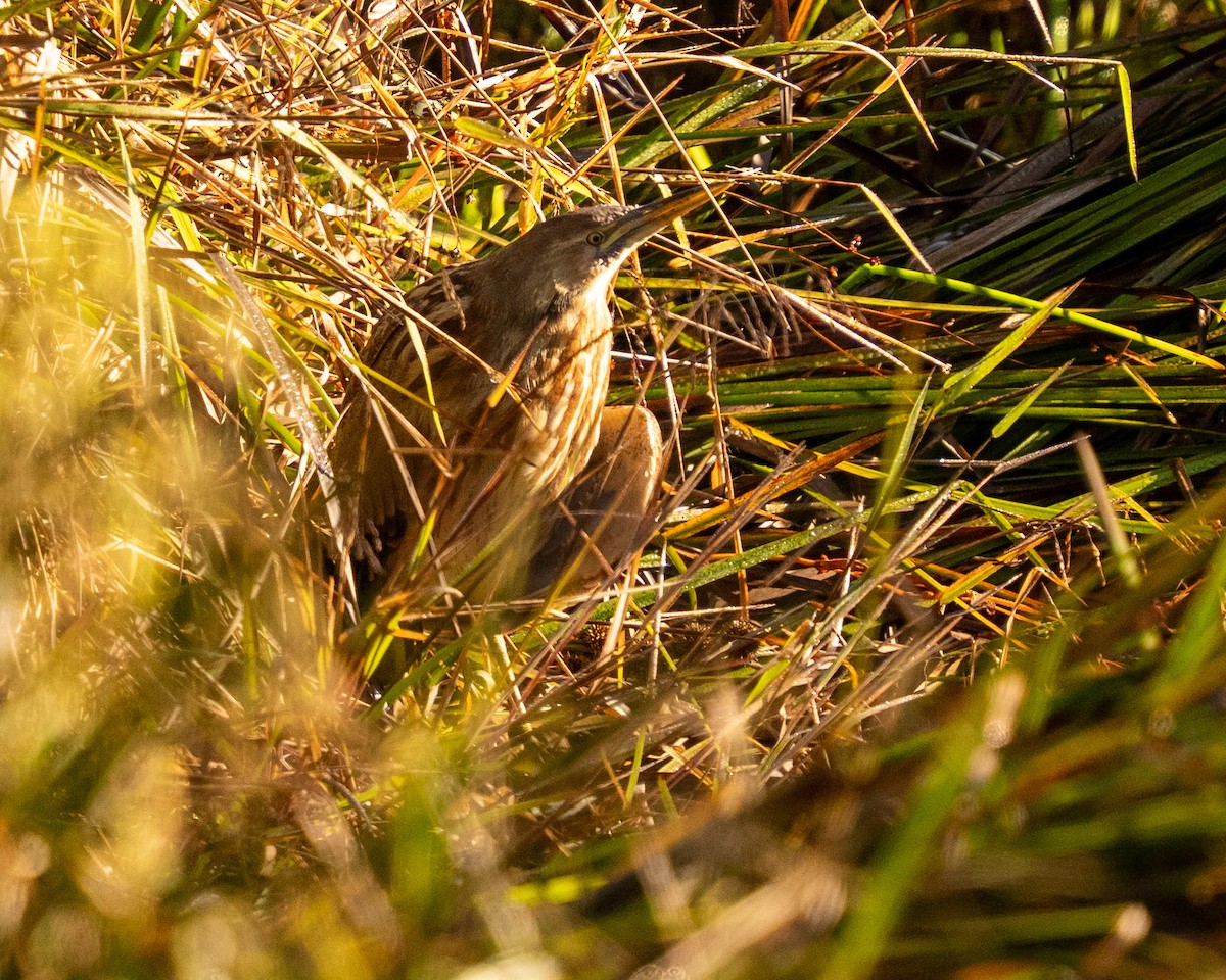 American Bittern - ML643425188