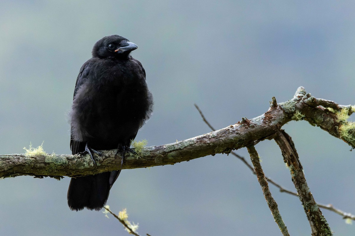 American Crow - ML643425189