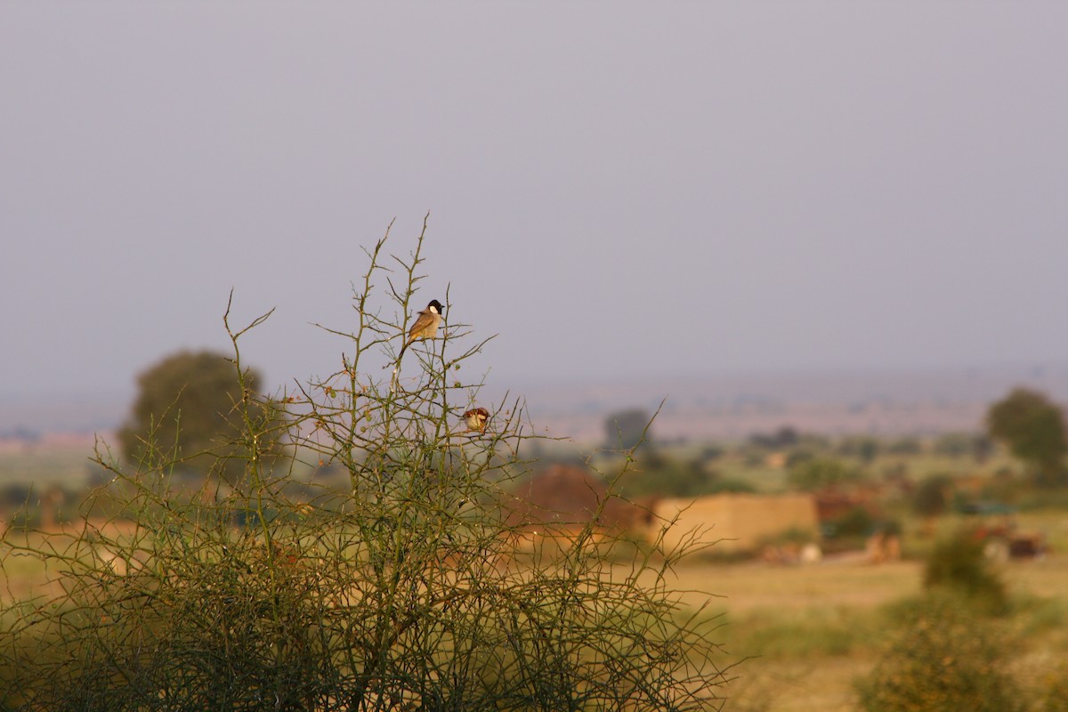 White-eared Bulbul - ML643425191