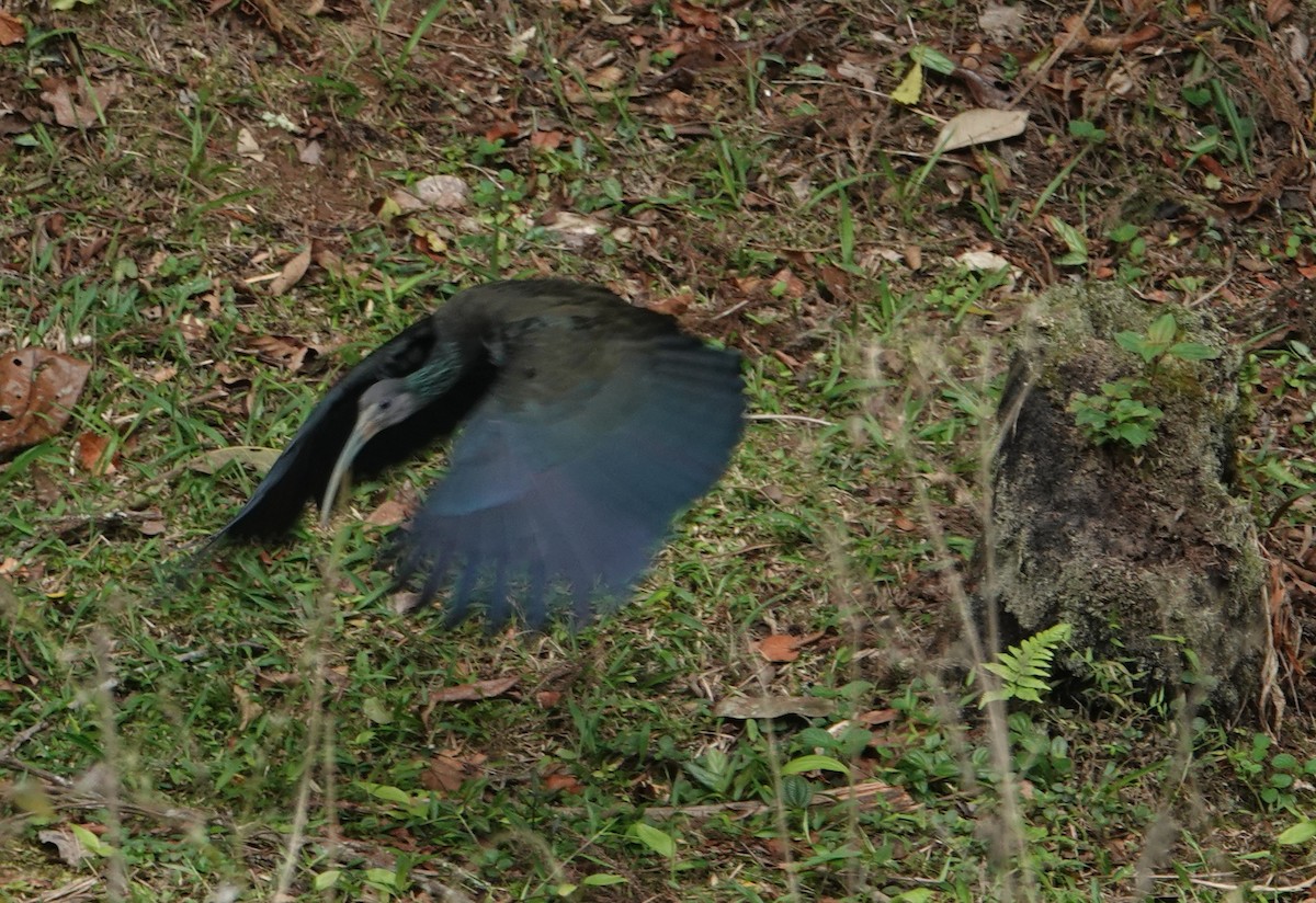 Green Ibis - ML643425196
