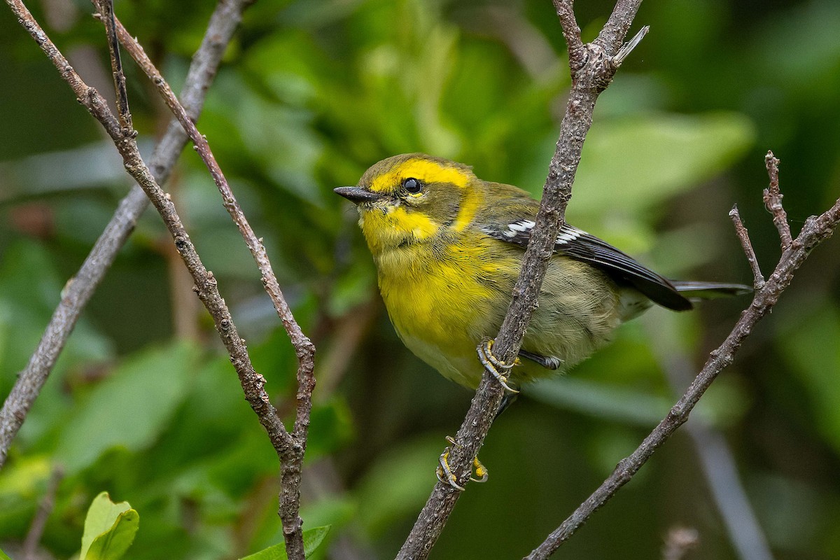 Townsend's Warbler - ML643425204