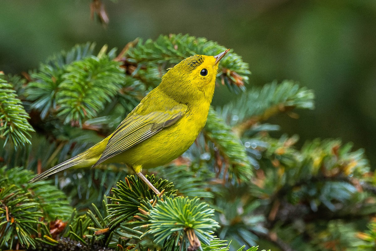 Wilson's Warbler - ML643425206