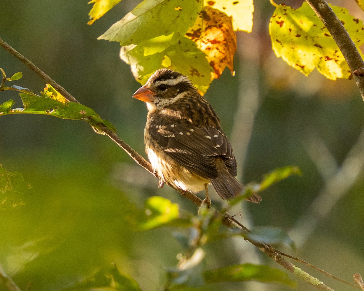 Rose-breasted Grosbeak - ML643425223
