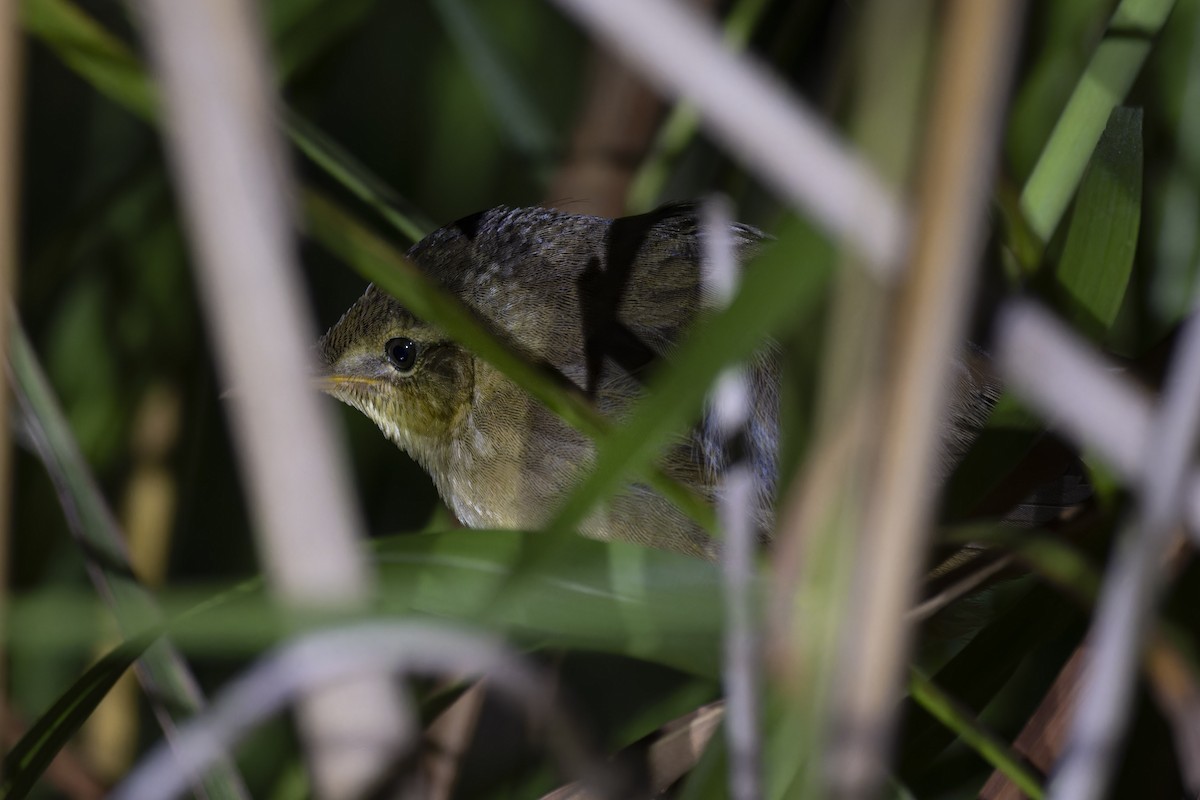 Middendorff's Grasshopper Warbler - ML643425224