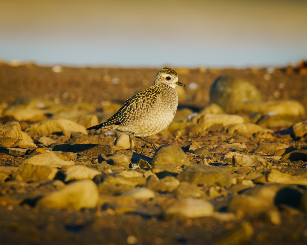 American Golden-Plover - ML643425229