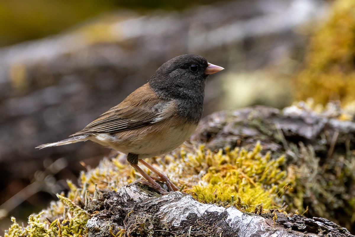 Dark-eyed Junco - ML643425231