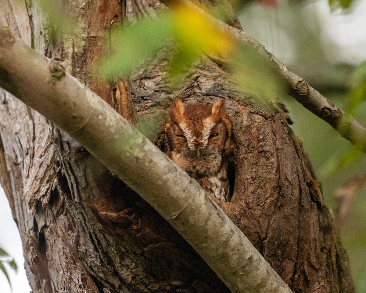 Eastern Screech-Owl - ML643425234