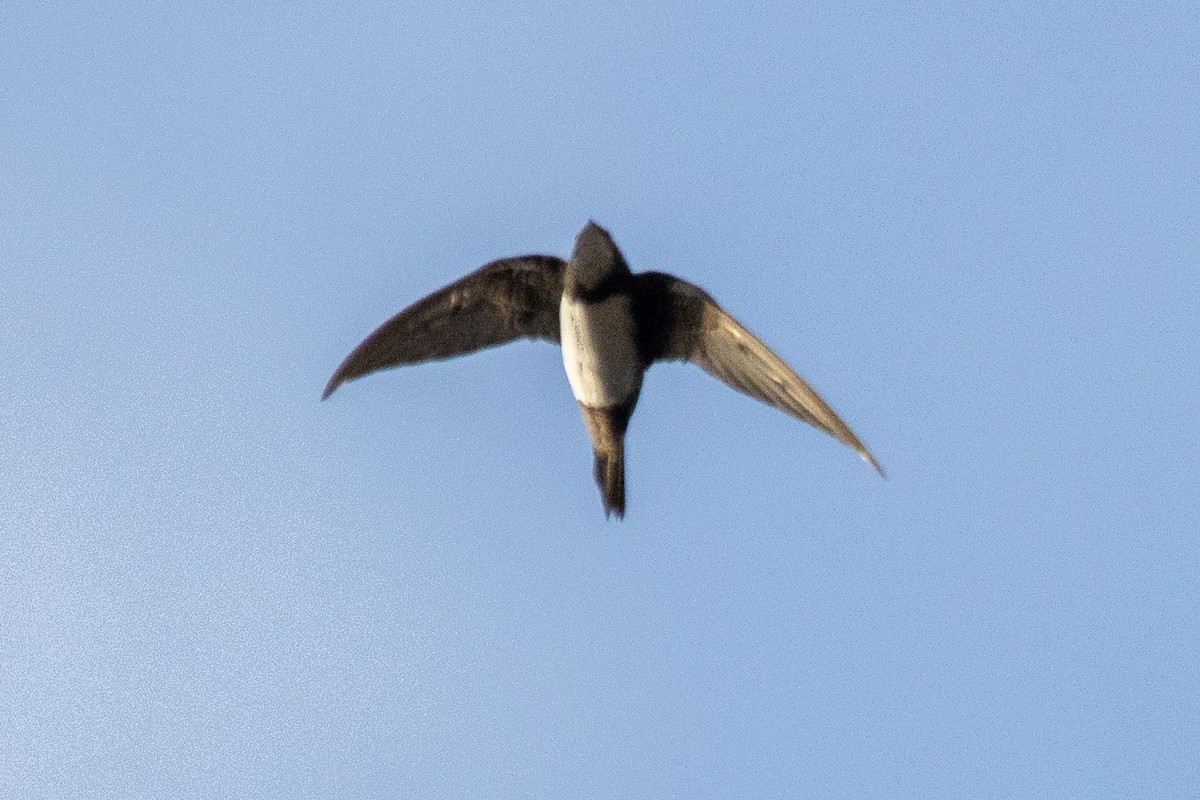 シロハラアマツバメ - ML643425244