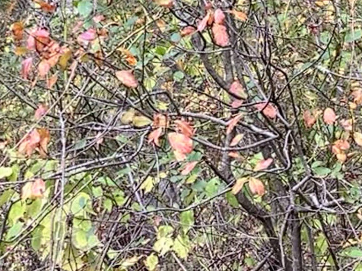 Orange-crowned Warbler - ML643425251