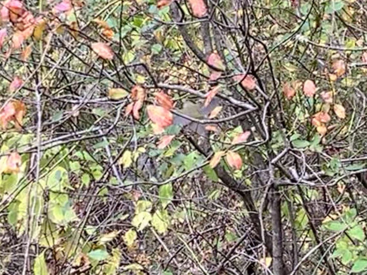 Orange-crowned Warbler - ML643425252