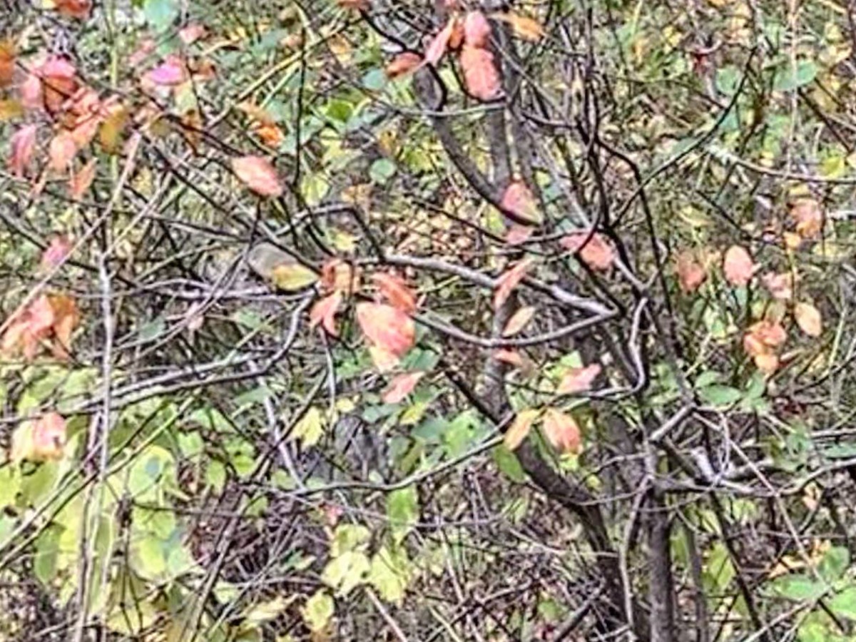 Orange-crowned Warbler - ML643425253