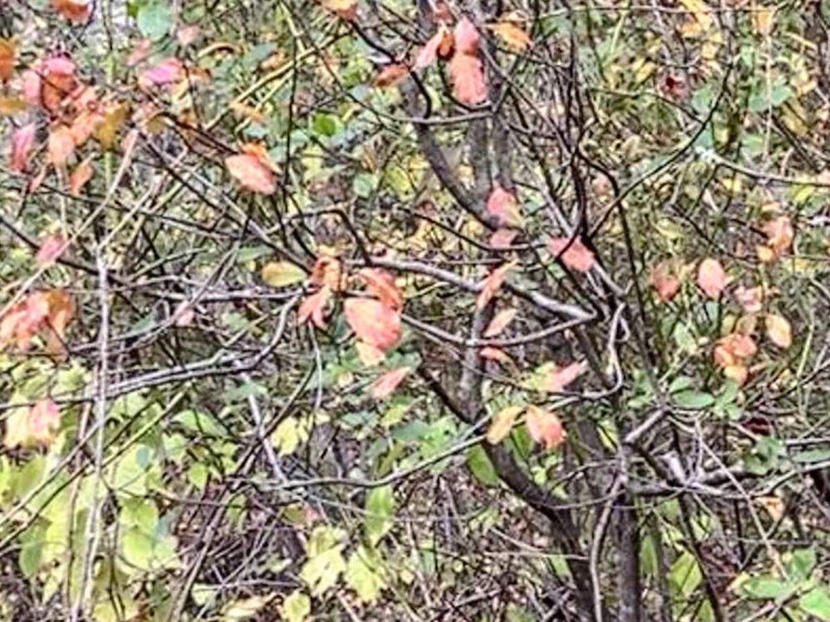 Orange-crowned Warbler - ML643425254