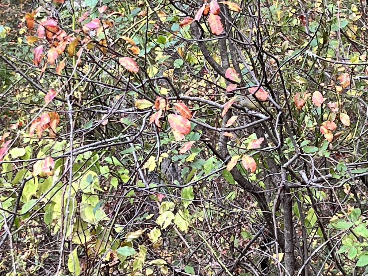 Orange-crowned Warbler - ML643425255
