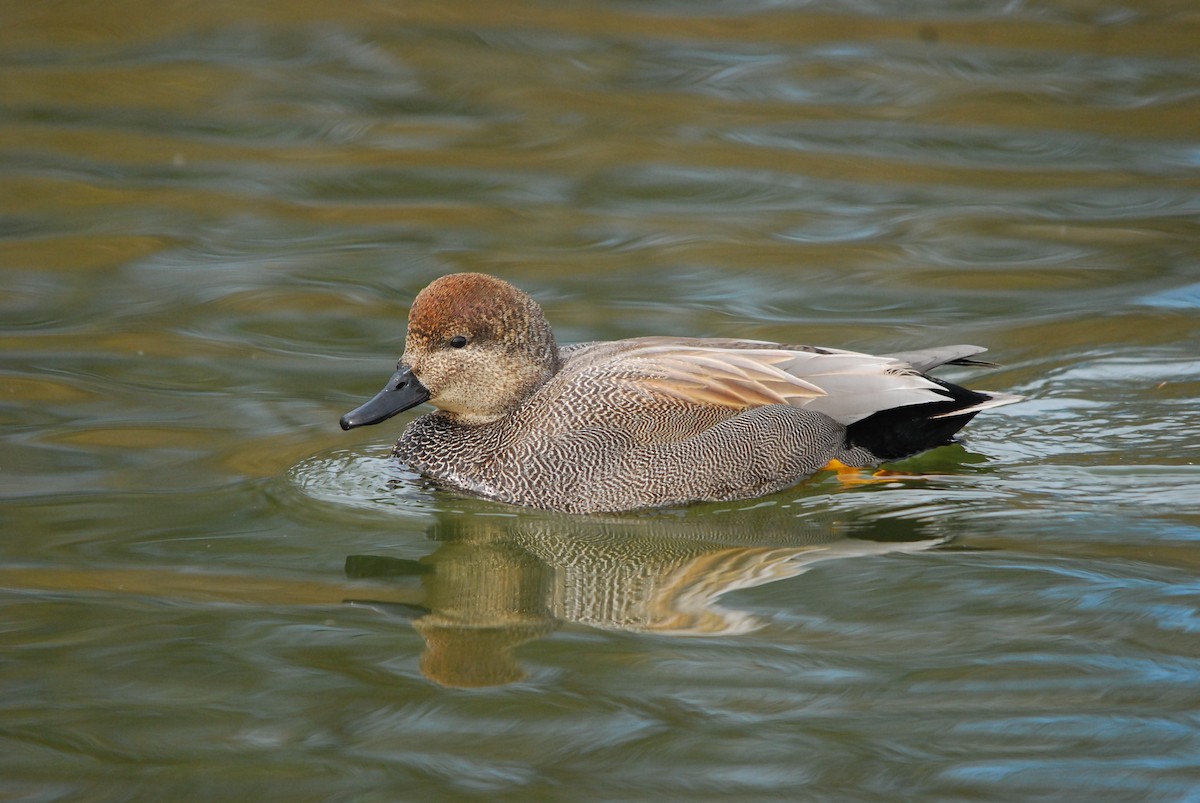 Gadwall - ML643425284