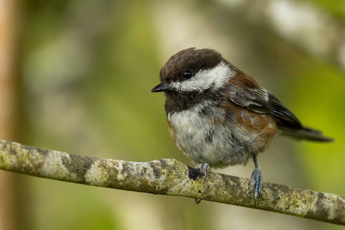 Chestnut-backed Chickadee - ML643425286