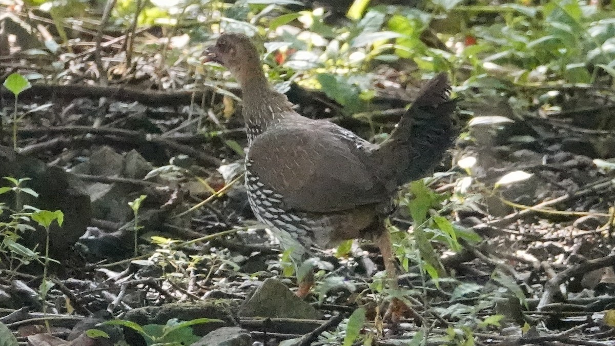 Gray Junglefowl - ML643425287