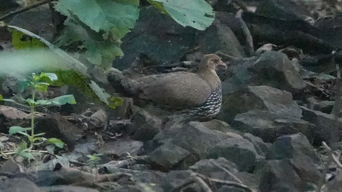 Gray Junglefowl - ML643425288