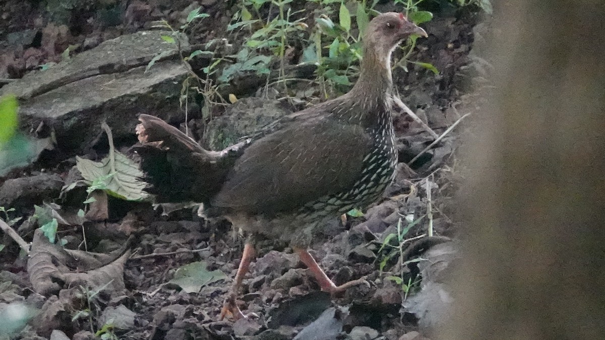 Gray Junglefowl - ML643425289
