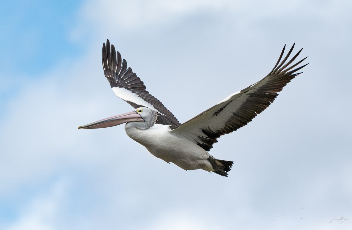 Australian Pelican - ML643425290