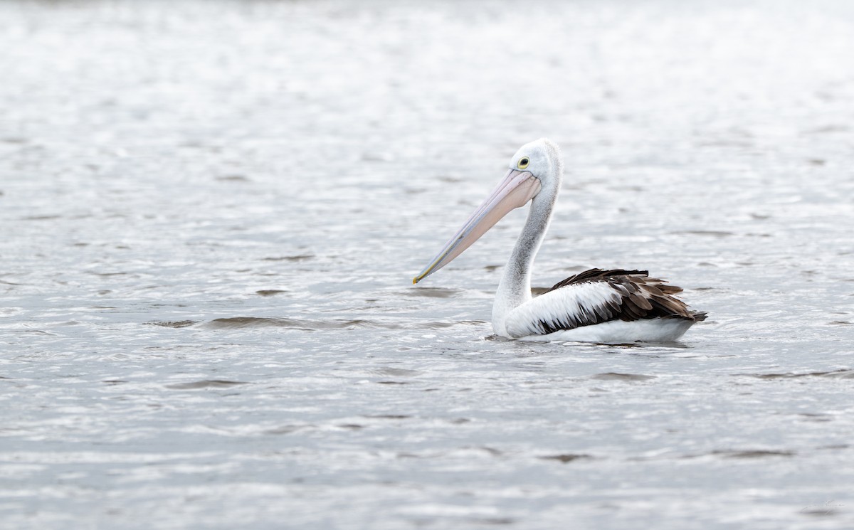 Australian Pelican - ML643425291