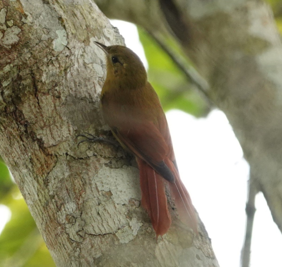 Olivaceous Woodcreeper - ML643425294