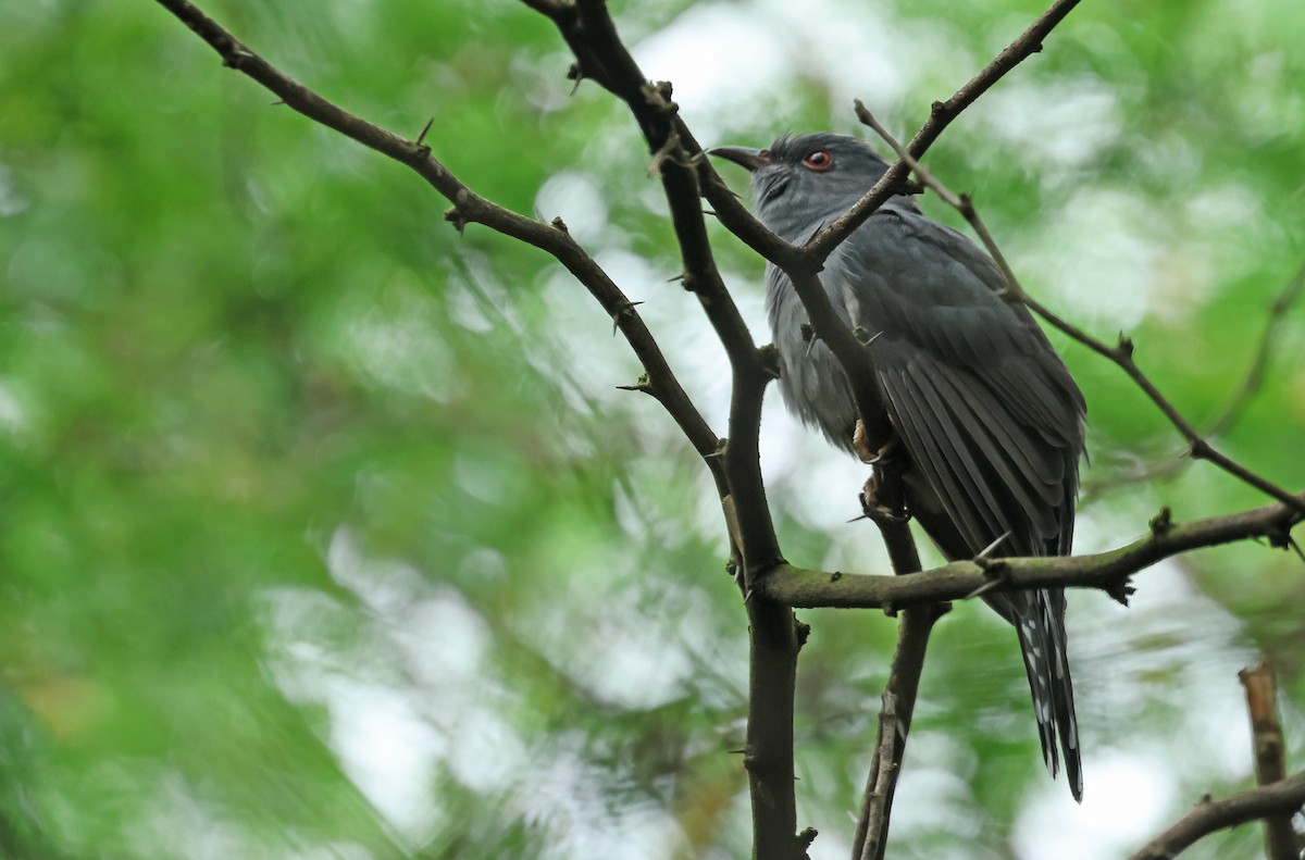 Cuco Pechigrís - ML643425295