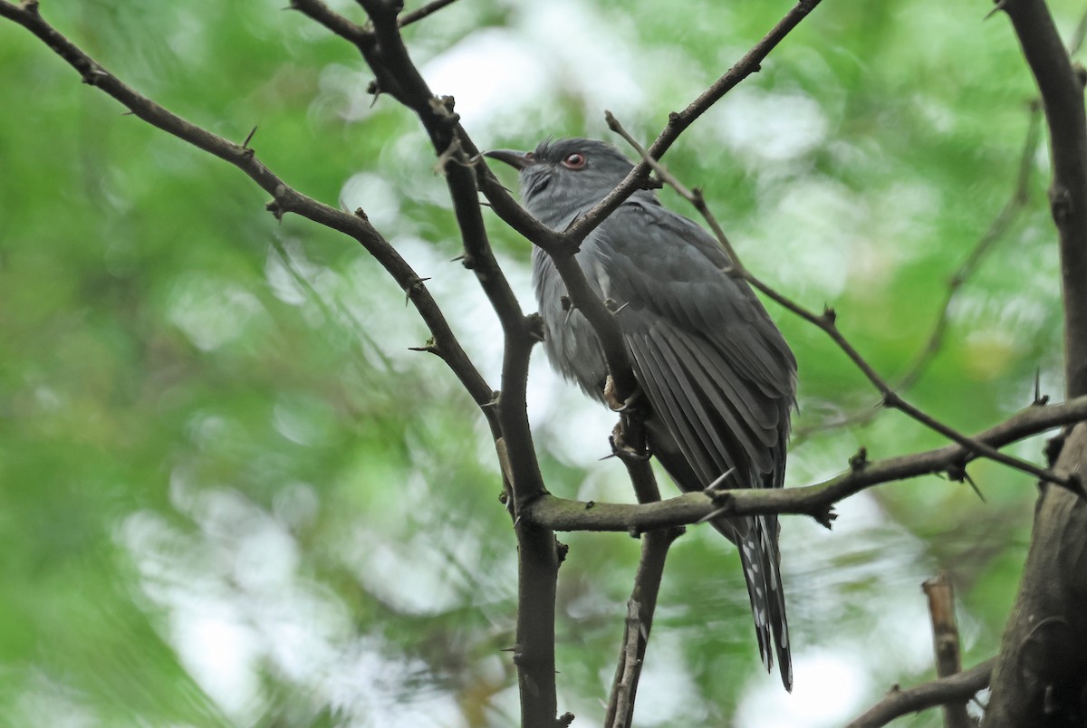 Cuco Pechigrís - ML643425296