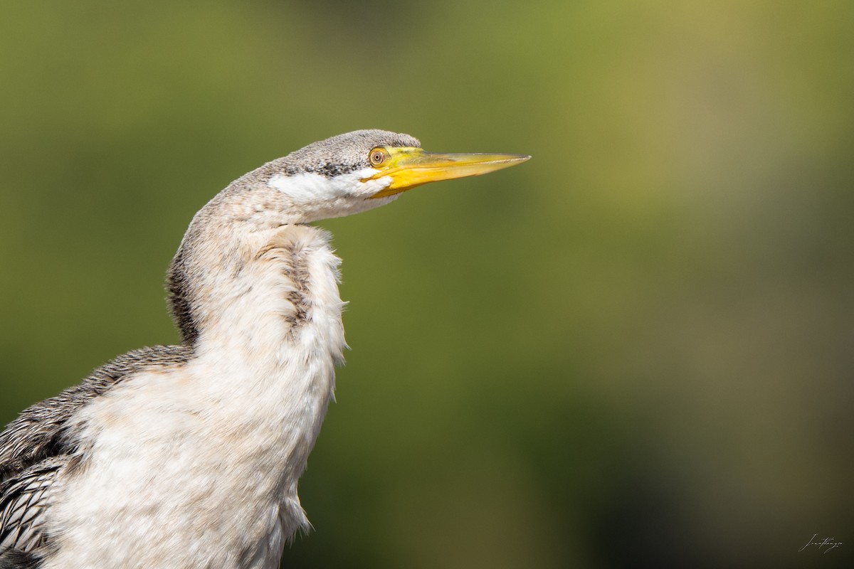 Australasian Darter - ML643425299