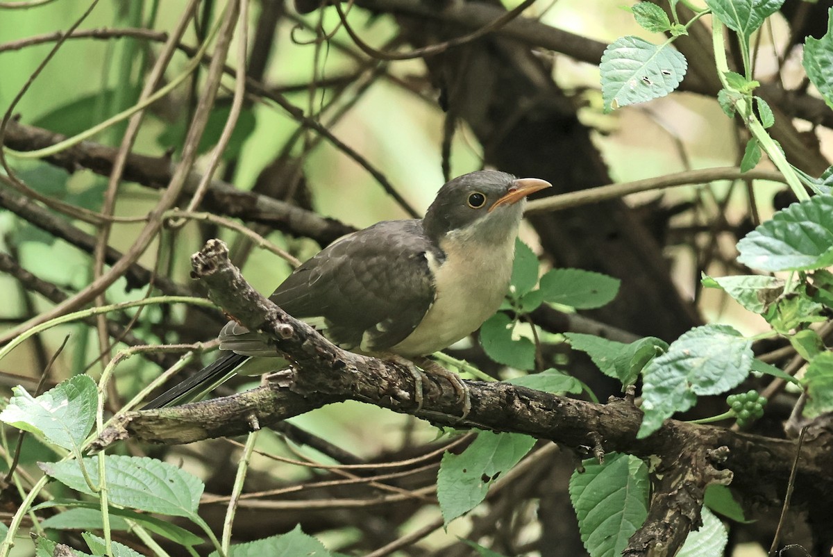 Pied Cuckoo - ML643425304