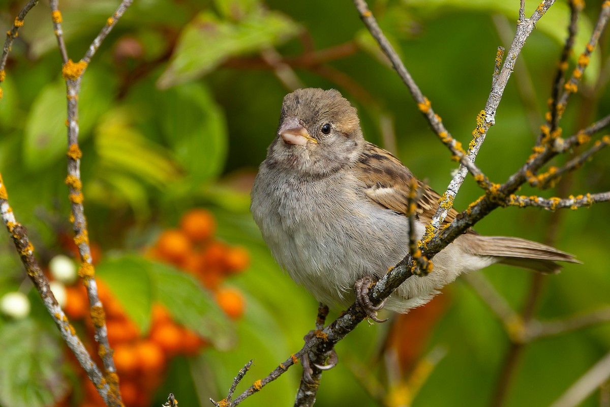 House Sparrow - ML643425305