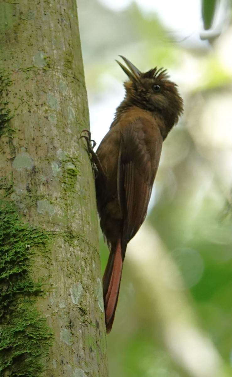 Plain-winged Woodcreeper - ML643425308