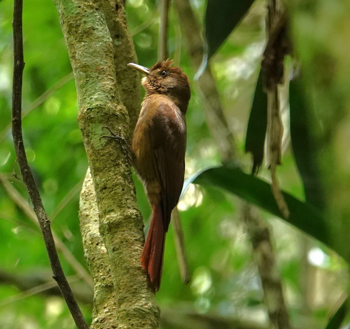 Plain-winged Woodcreeper - ML643425309