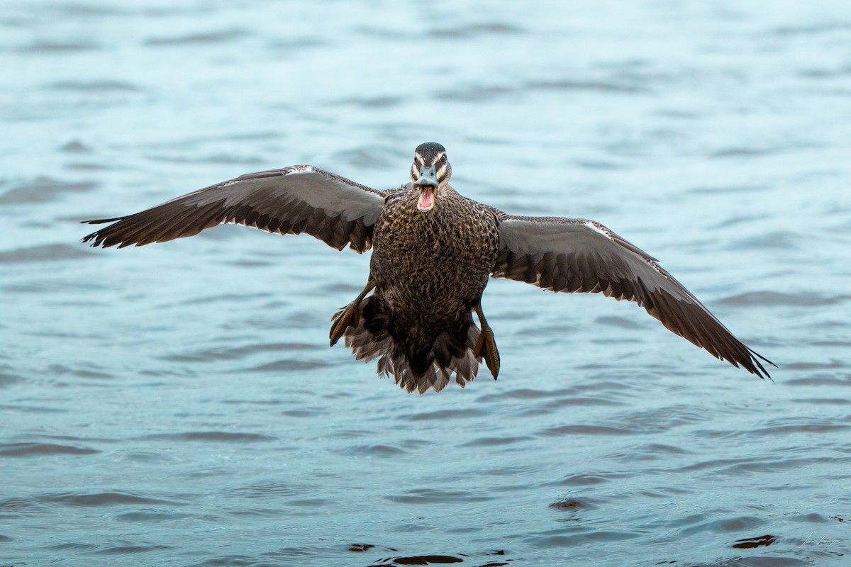 Pacific Black Duck - ML643425310
