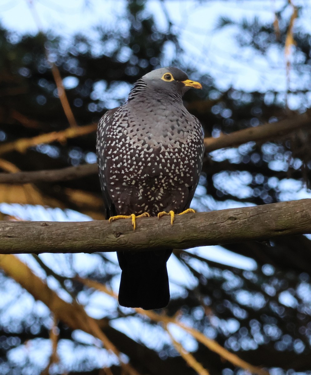 Rameron Pigeon - ML643425314