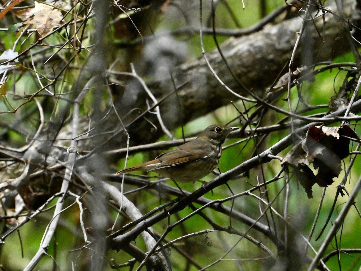 Hermit Thrush - ML643425315