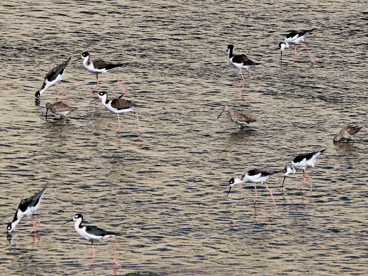 Échasse d'Amérique - ML643425320