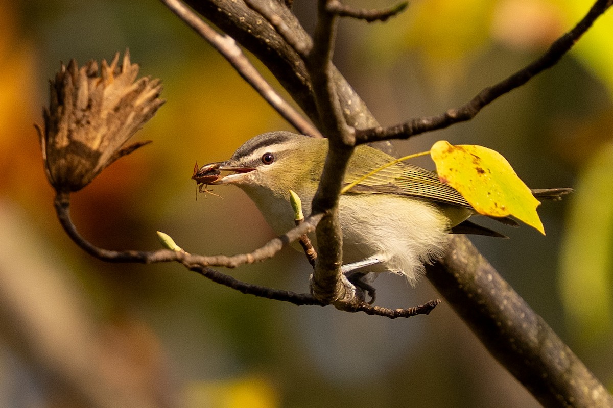 Red-eyed Vireo - ML643425323