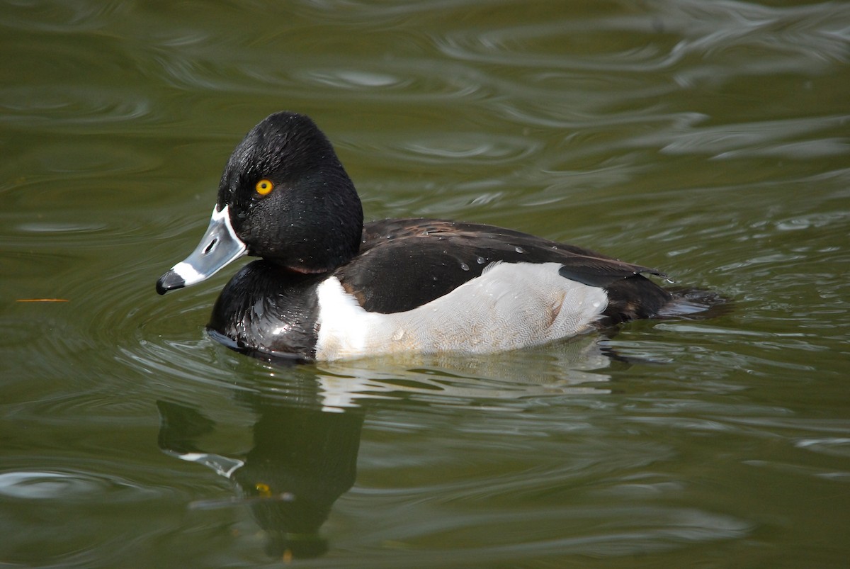 Ring-necked Duck - ML643425329
