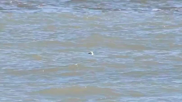 Black-legged Kittiwake - ML643425330