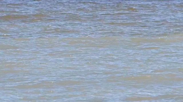 Black-legged Kittiwake - ML643425331