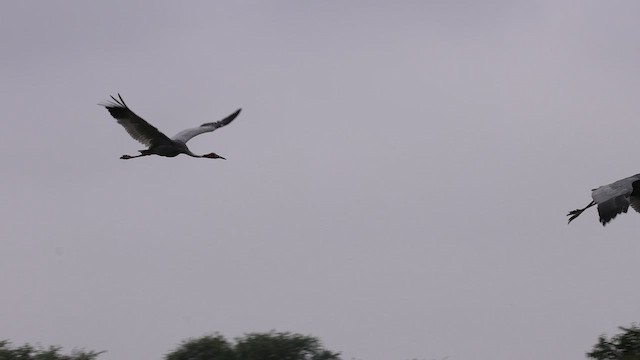 Sarus Crane - ML643425333