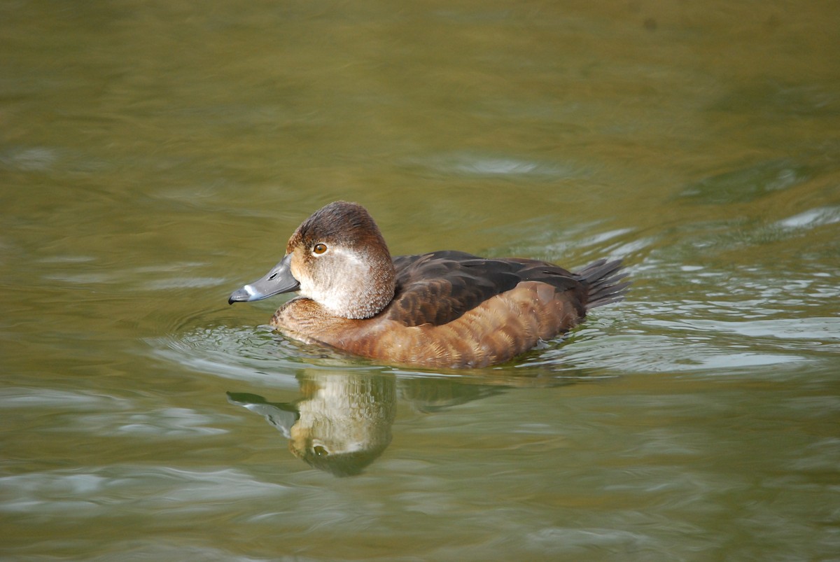 Ring-necked Duck - ML643425334