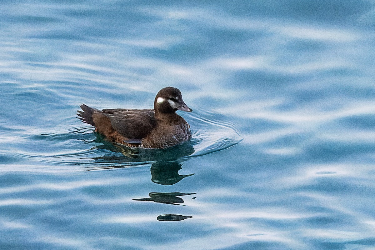 Harlequin Duck - ML643425335