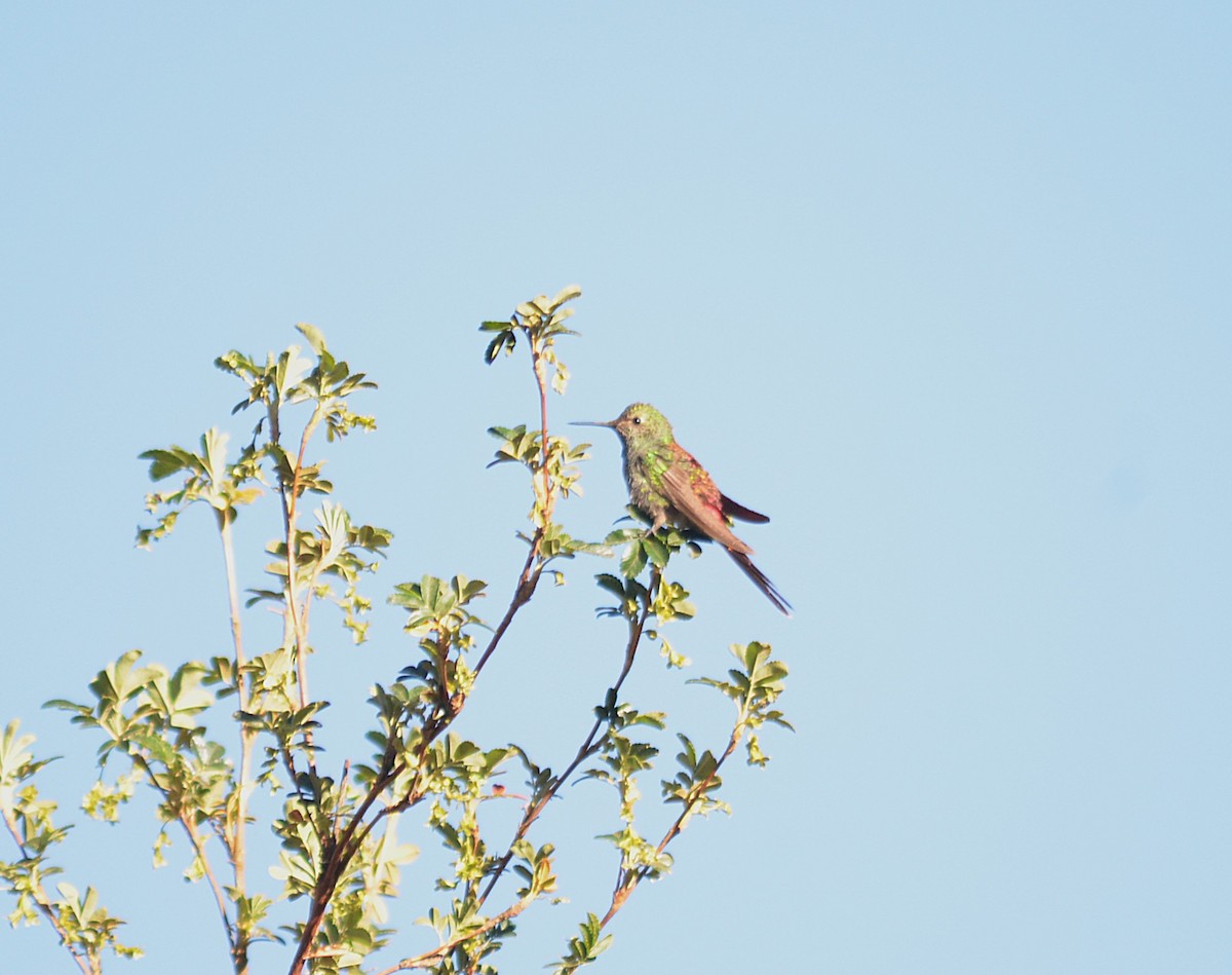 Red-tailed Comet - ML643425337