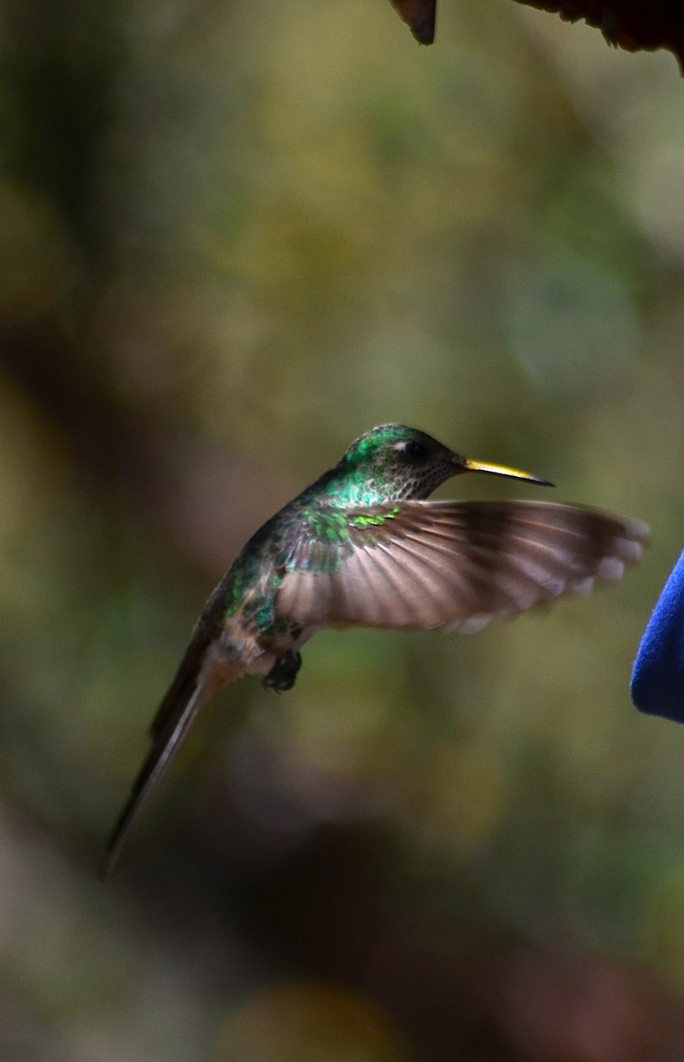 Red-tailed Comet - ML643425338