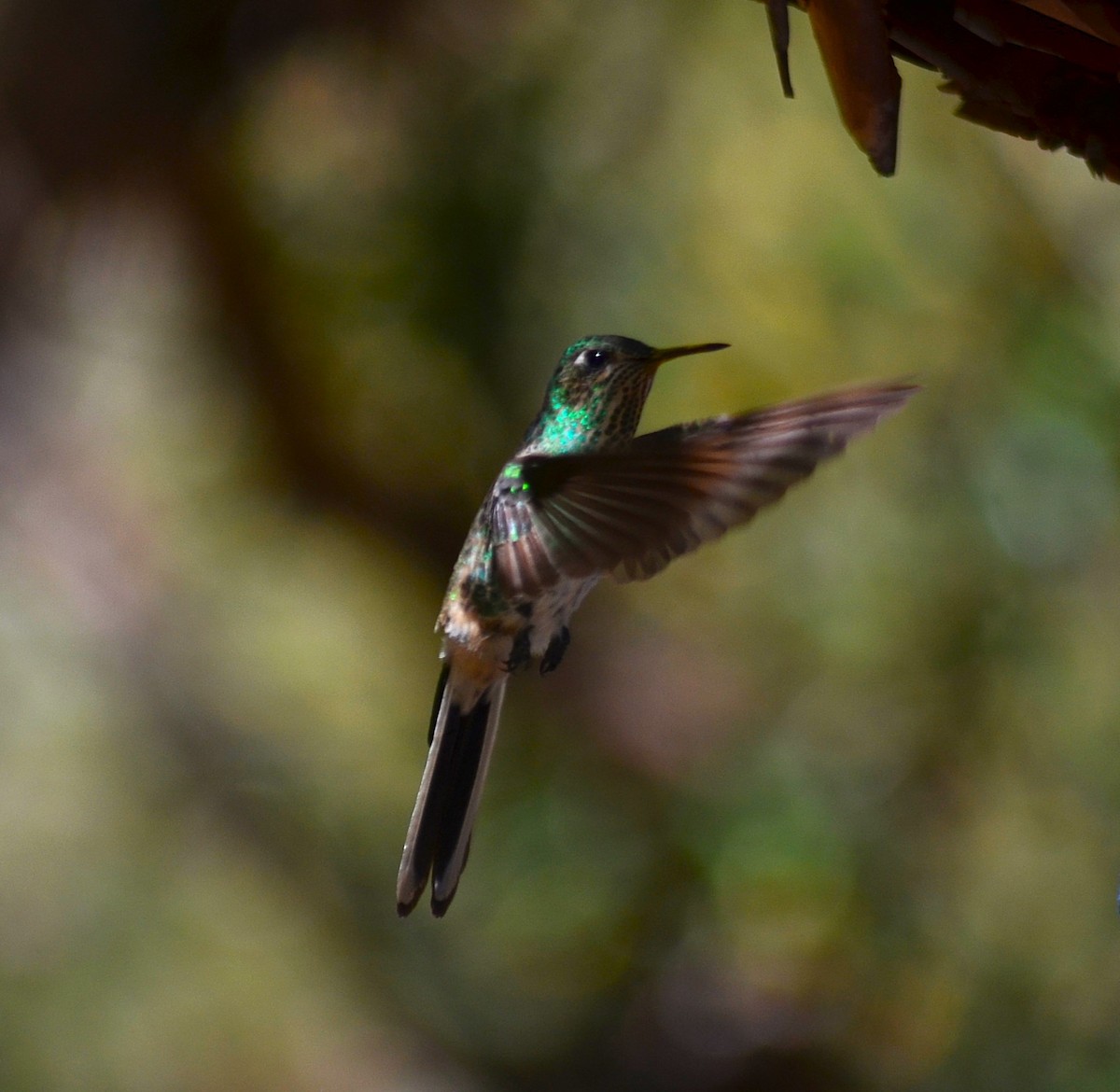 Red-tailed Comet - ML643425339
