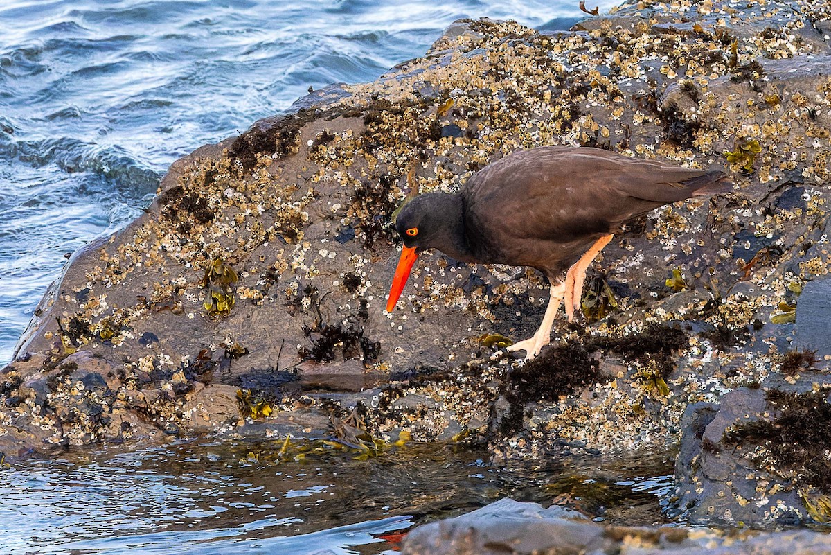 Black Oystercatcher - ML643425340