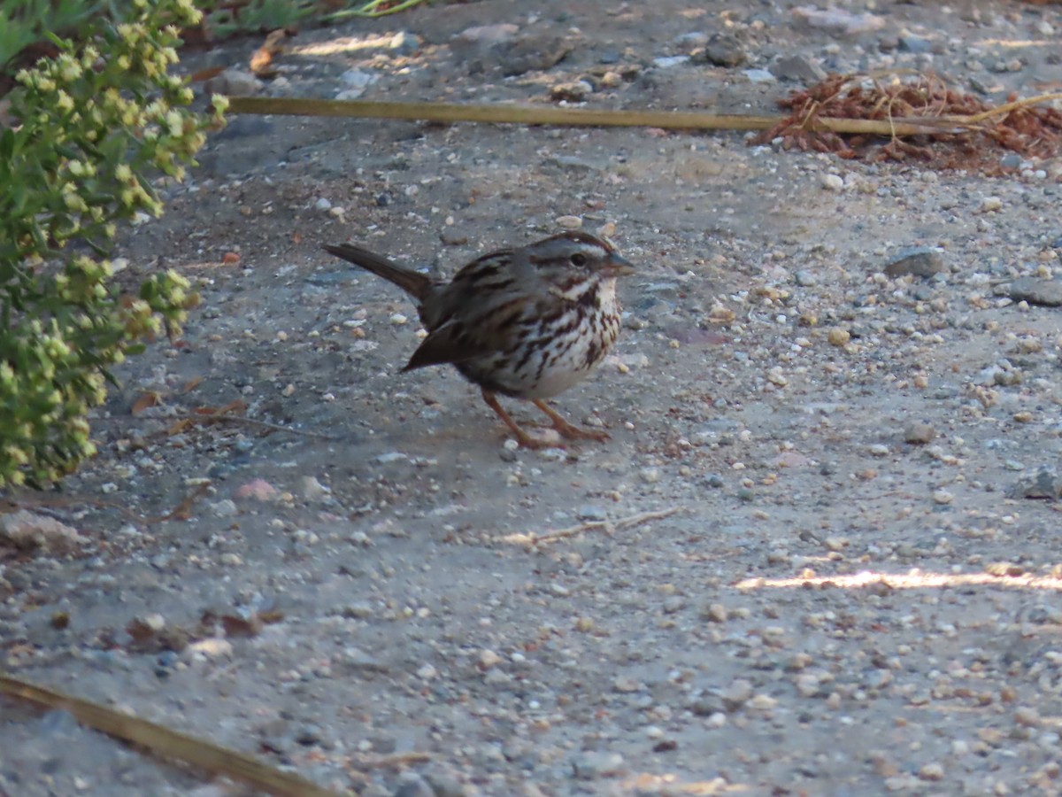 Song Sparrow - ML643425344